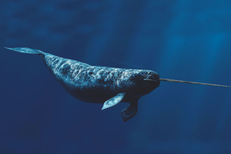 Nombres de animales con N