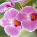 Raíces de orquídeas usadas para una piel siempre joven