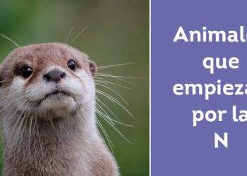 Nombres de animales por N