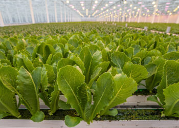 ecológica
