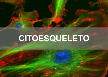 citoesqueleto