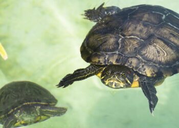Tortugas de agua dulce: Tipos y cuidados