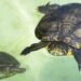 Tortugas de agua dulce: Tipos y cuidados