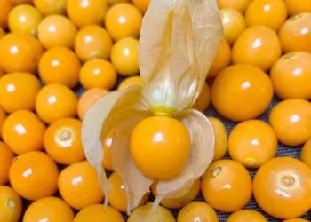 Cómo se llama la fruta pequeña amarilla