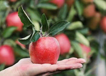 Qué frutas se dan en árboles