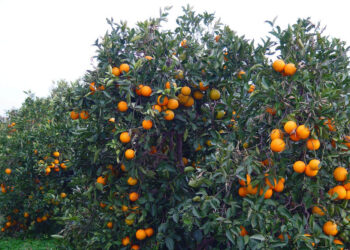 ¿Qué plantas frutales existen?