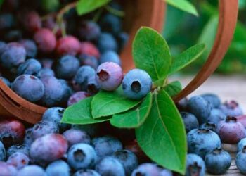 berries de acay