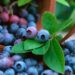berries de acay