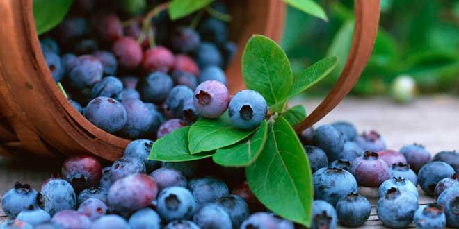 berries de acay