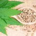 semillas-de-cannabis
