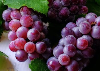 uvas