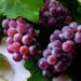uvas