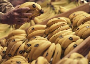Plátano Canario: Una joya gastronómica de las Islas Canarias