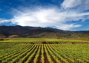 Descubre los secretos de Ruta vinos Tenerife: Una guía completa