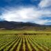 Descubre los secretos de Ruta vinos Tenerife: Una guía completa