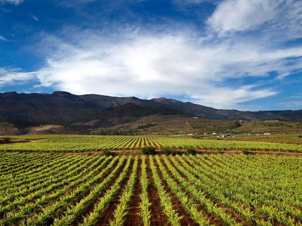 Descubre los secretos de Ruta vinos Tenerife: Una guía completa