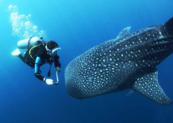 Descubre el fascinante mundo del buceo marino