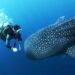 Descubre el fascinante mundo del buceo marino