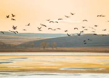 Descubre los mejores destinos para el avistamiento de aves en España