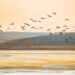 Descubre los mejores destinos para el avistamiento de aves en España