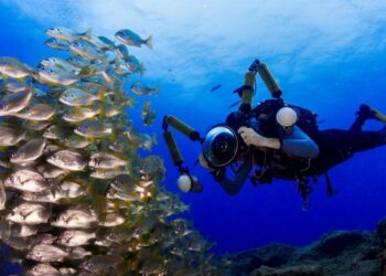 Explorando las Maravillas de las Canarias Submarinas