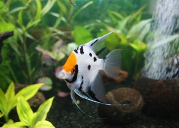 fauna marina canaria