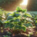 Guía Completa sobre Plantas de Quelite: Beneficios, Cultivo y Recetas Nutritivas