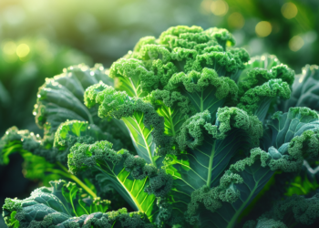 Guía definitiva de cultivo: Cómo lograr las plantas de kale más saludables en tu jardín