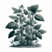 plantas de frijol