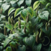plantas de uña de gato